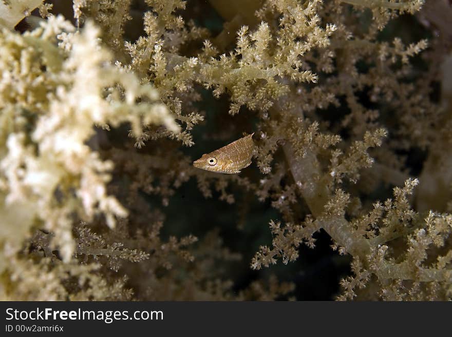 Mental wrasse (oxycheilinus mentalis) taken in the Red Sea.