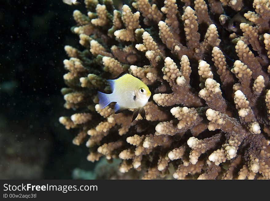 Red sea dascyllus (dascyllus marginatus) taken in the Red Sea.