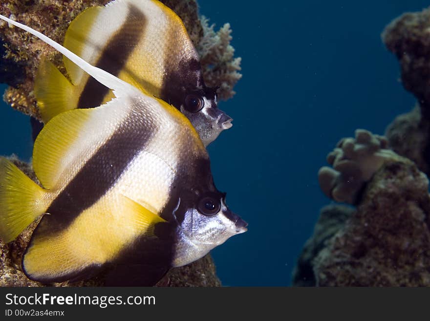 Red sea bannerfish (heniochus intermedius) taken in the Red Sea.