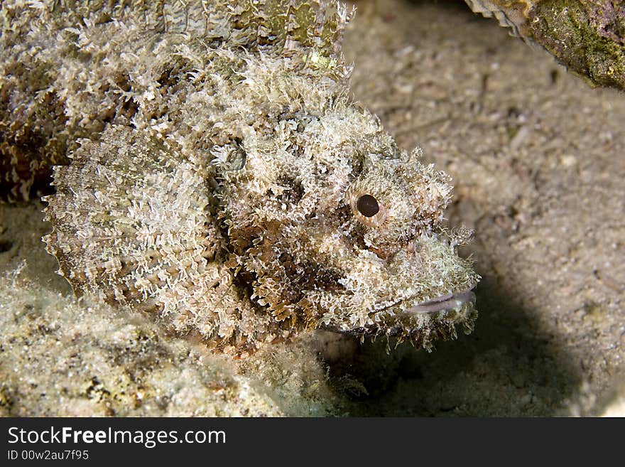 Bearded scorpionfish (scorpaenopsis barbatus) taken in the Red Sea.