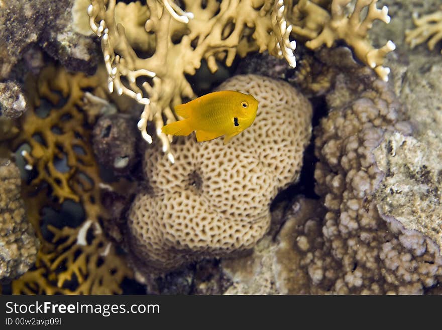 Sulphur damsel (pomacentrus sulfereus) taken in the Red Sea.