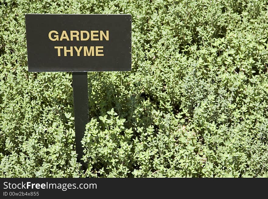 A patch of garden thyme (thymus vulgaris) with sign.