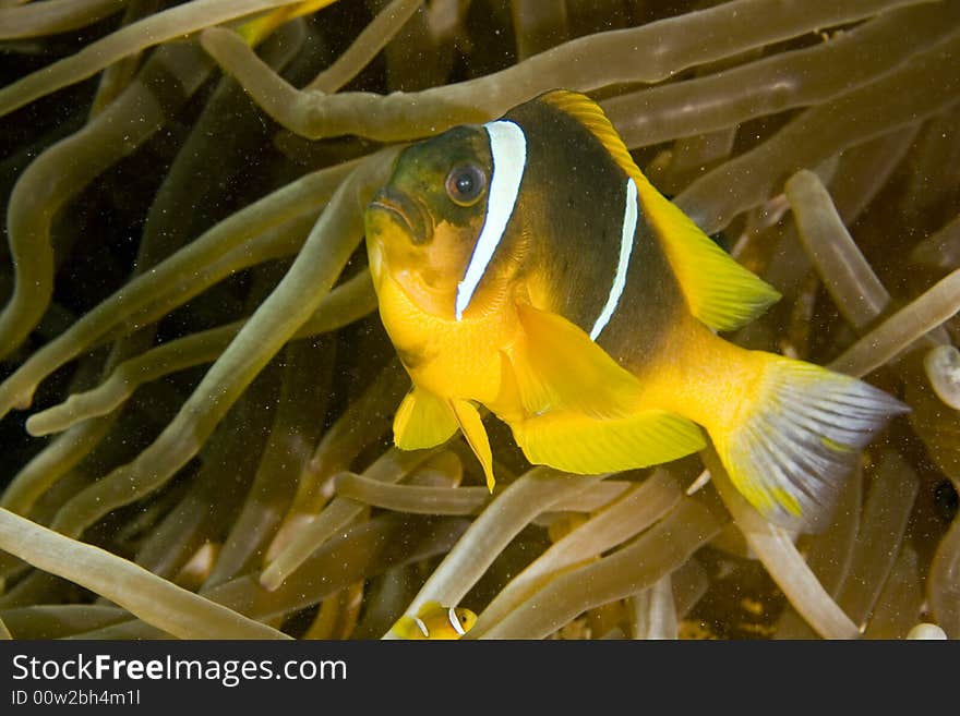 Red Sea Anemonefish (Amphipiron Bicinctus)