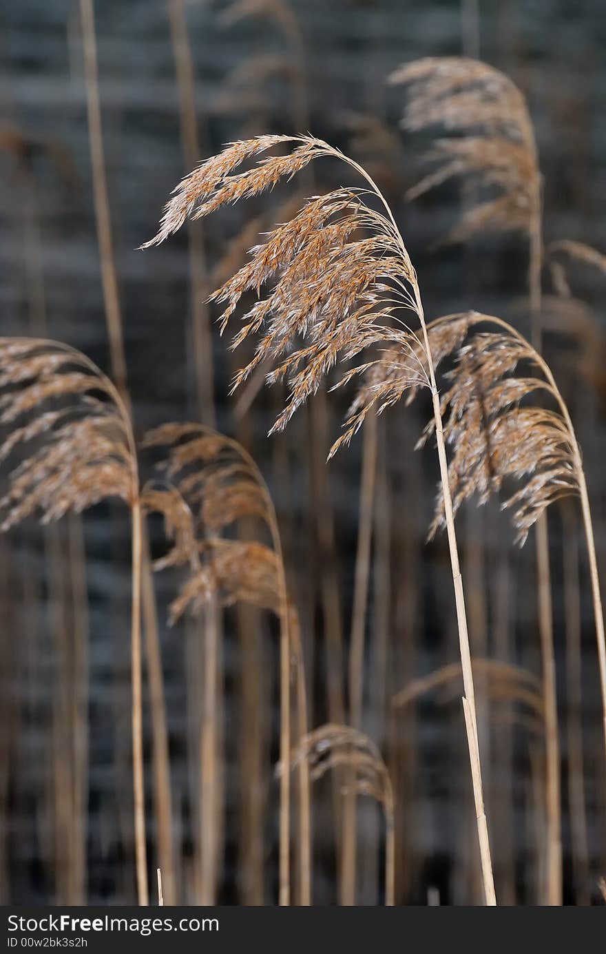 Reed in the wind on the shore of a lake. Reed in the wind on the shore of a lake