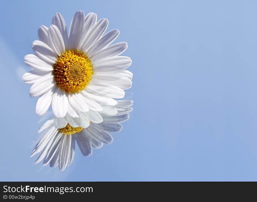 Single marguerite on a mirror with reflections and clear blue sky background