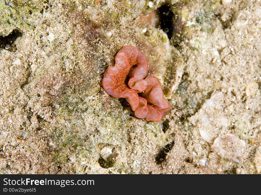 Adhesive anemone (cryptodendron adhaesivum) taken in the Red Sea.