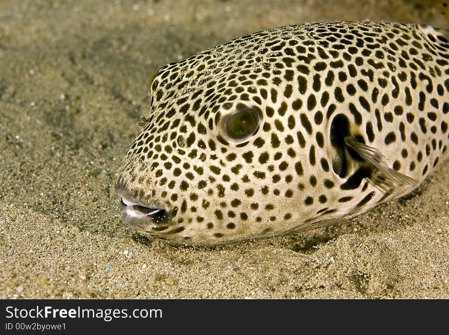 Starry puffer (arothron stellatus) taken in the Red Sea.