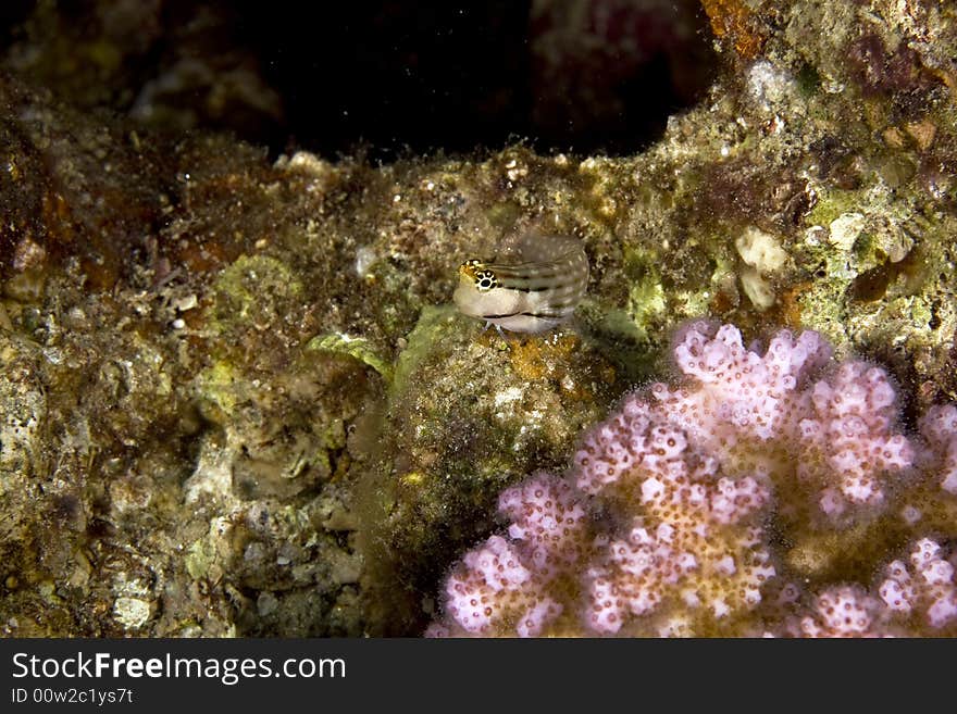 Dentex blenny (escenius dentex)taken in the Red Sea.