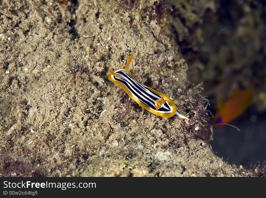 Pyjama chromdorid (chromodoris quadricolor)