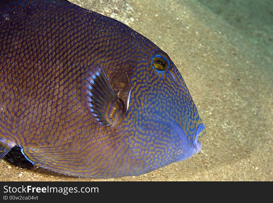 Blue triggerfish (pseudobalistes fuscus) taken in the Red Sea.