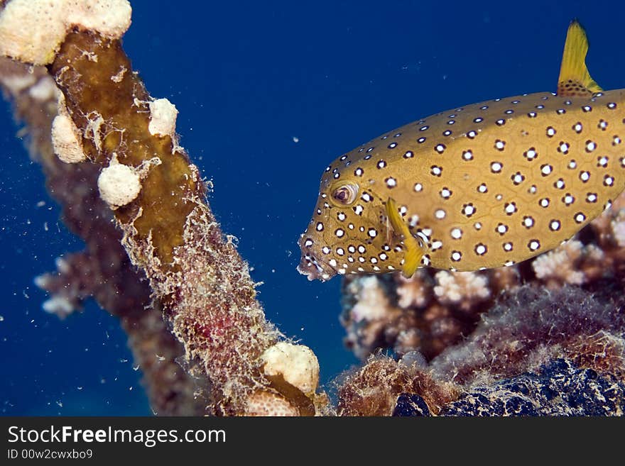 Bluetail trunkfish fem. (oastracion cyanurus) taken in the Red Sea.