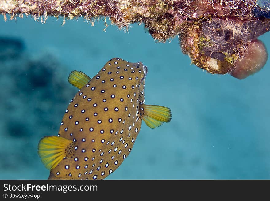 Bluetail trunkfish fem. (oastracion cyanurus) taken in the Red Sea.