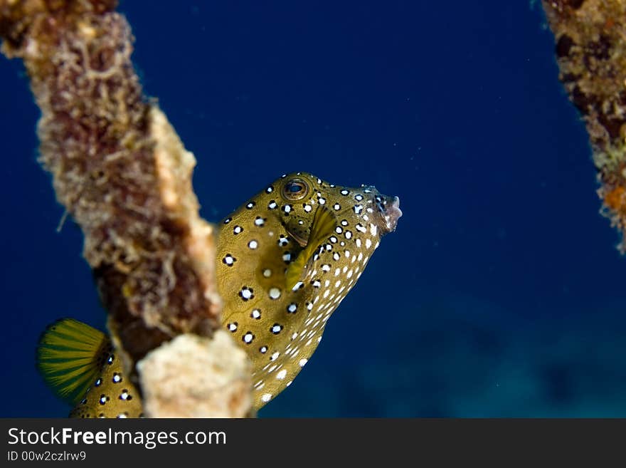 Bluetail trunkfish fem. (oastracion cyanurus) taken in the Red Sea.