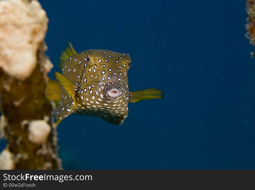 Bluetail Trunkfish Fem. (oastracion Cyanurus)