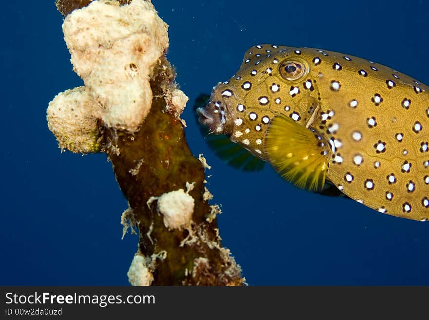 Bluetail trunkfish fem. (oastracion cyanurus) taken in the Red Sea.