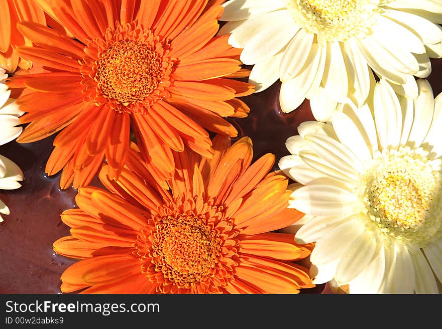 Orange and white flower