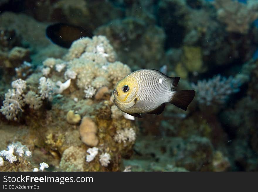 Three-spot dascyllus (dascyllus trimaculatus) taken in the Red Sea.