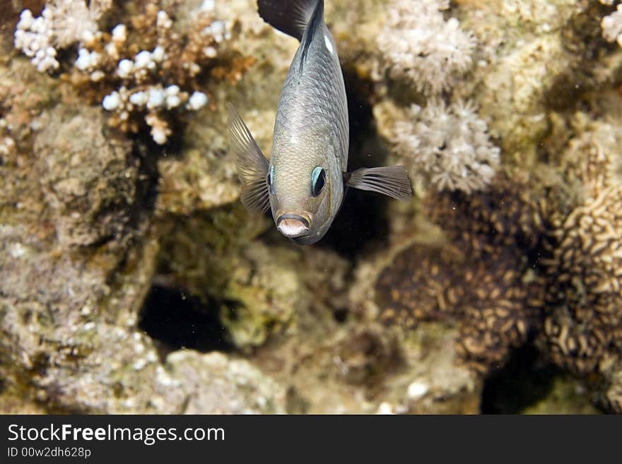 Three-spot dascyllus (dascyllus trimaculatus) taken in the Red Sea.