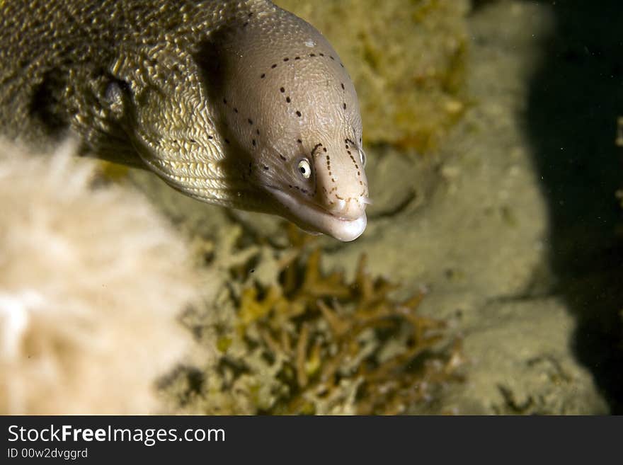 Grey moray (gymnothorax griseus)
 taken in the Red Sea.