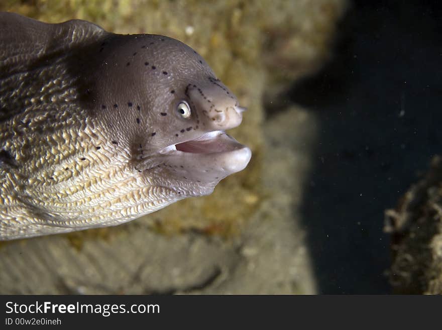 Grey moray (gymnothorax griseus)
 taken in the Red Sea.