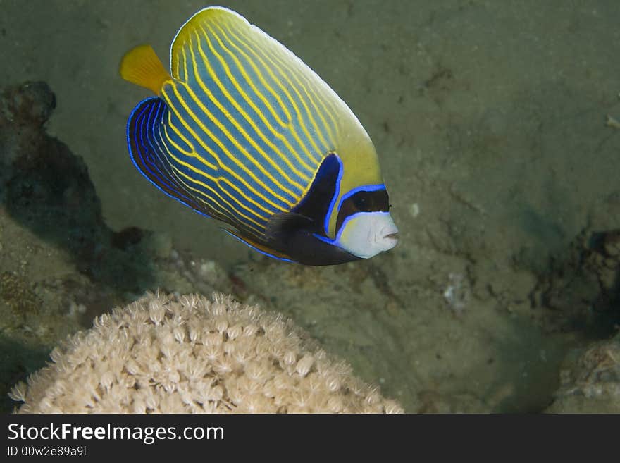 Emperor angelfish (pomacanthus imperator) taken in the Red Sea.