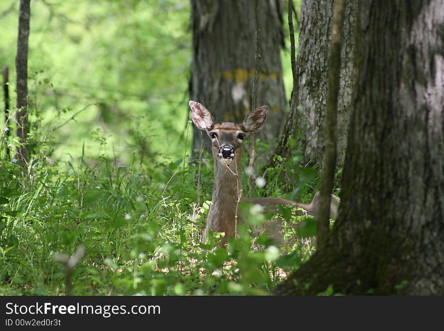 Whitetail deer 1