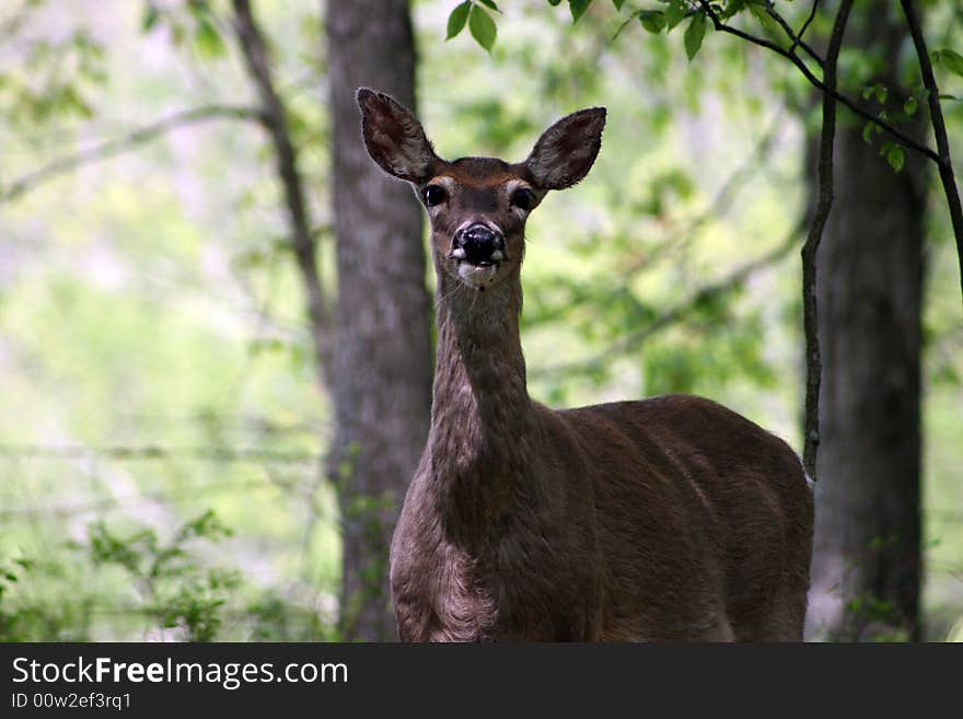 Whitetail deer 2