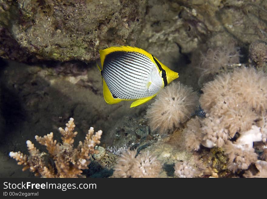 Blackbacked butterflyfish (chaetodon melannotus) taken in the Red Sea.