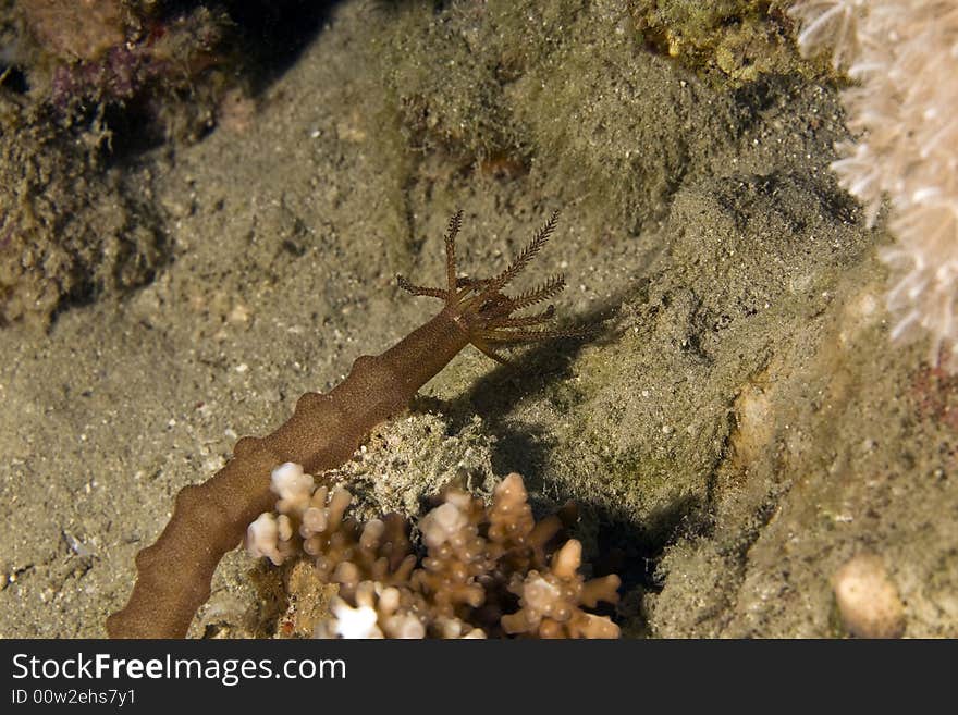 Worm cucumber (synapta maculata)
 taken in the Red Sea.