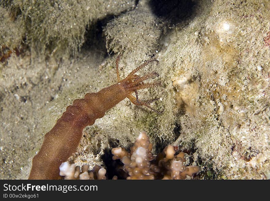 Worm cucumber (synapta maculata)
 taken in the Red Sea.