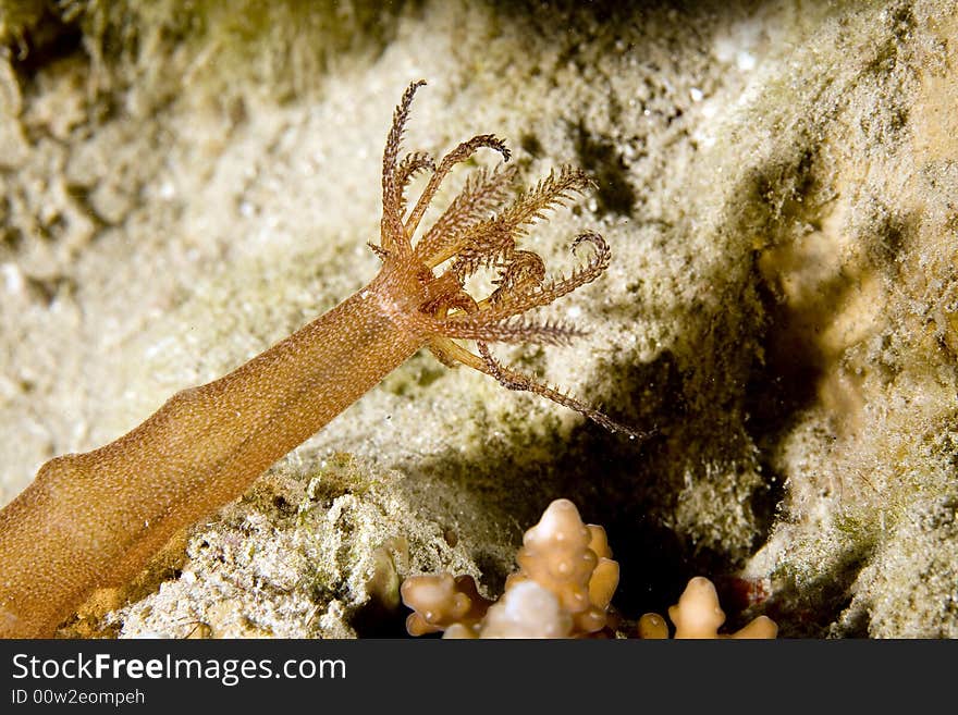 Worm cucumber (synapta maculata)
 taken in the Red Sea.