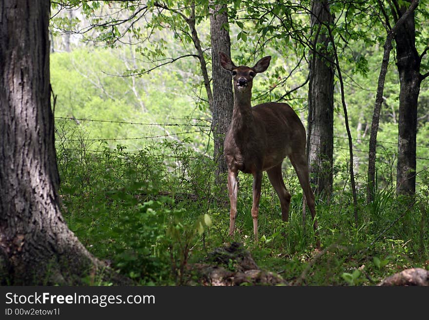 Whitetail deer 3