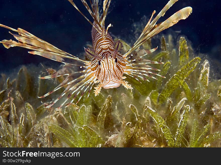 Comon lionfish (pterois miles) taken in the Red Sea.