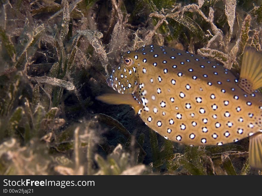 Yellow boxfish (ostracion cubicus)taken in the Red Sea.