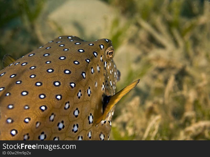 Yellow boxfish (ostracion cubicus)taken in the Red Sea.