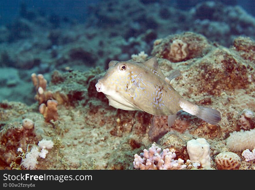 Thornback boxfish (tetrasomis gibbosus) taken in the Red Sea.