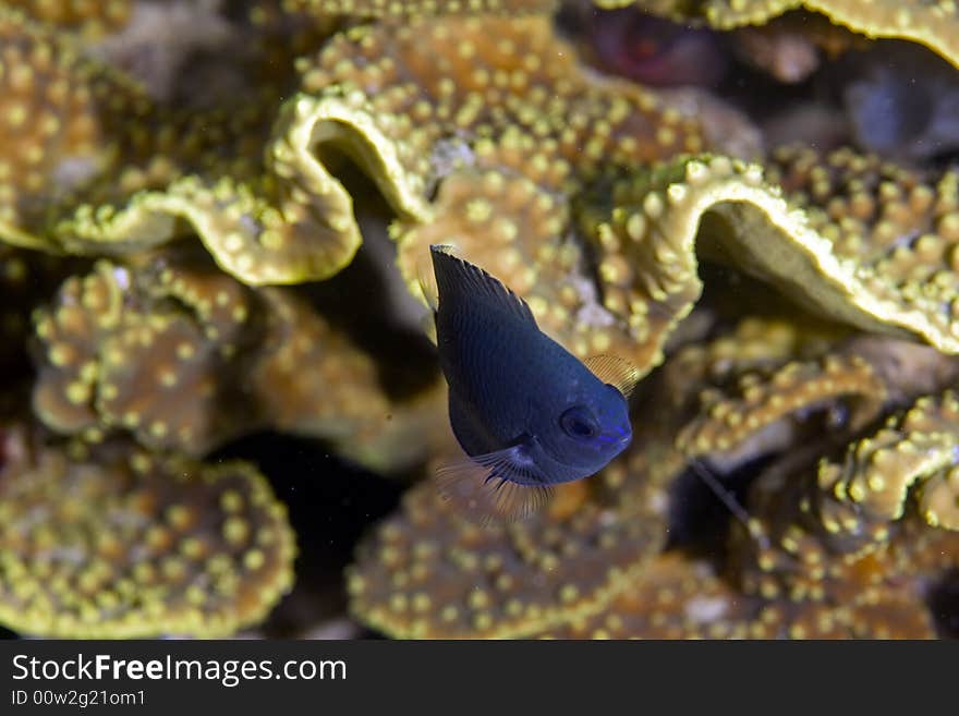 Black damselfish (neoglyphidodon melas) taken in the Red Sea.