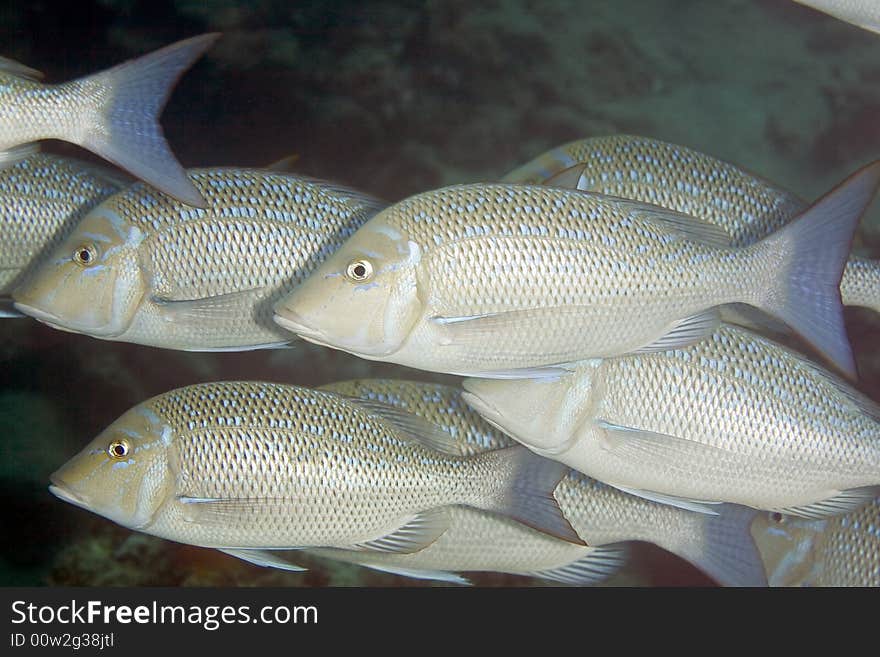 Mahsena emperor (lethrinus mahsena) taken in the Red Sea.