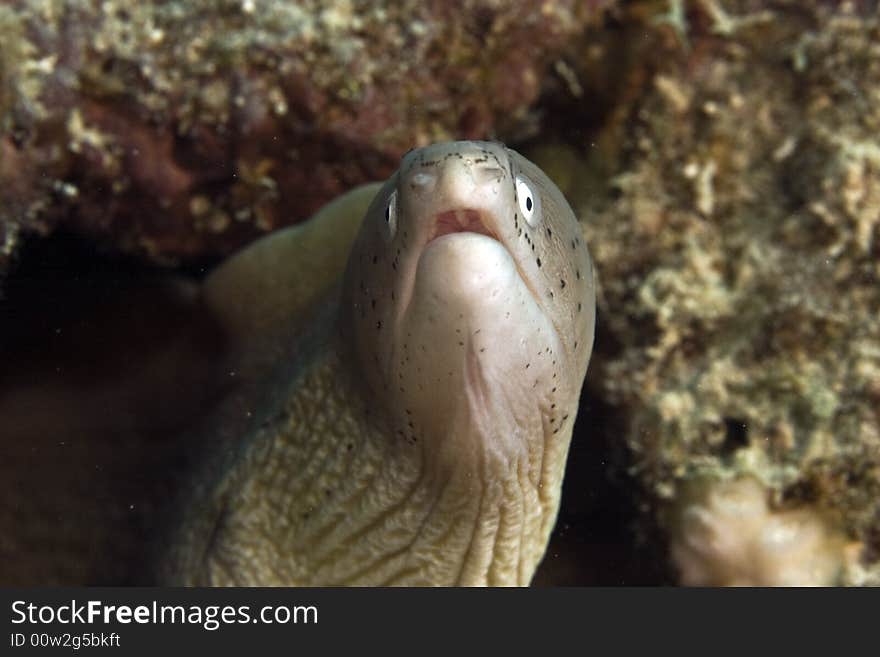 Grey moray (gymnothorax griseus)