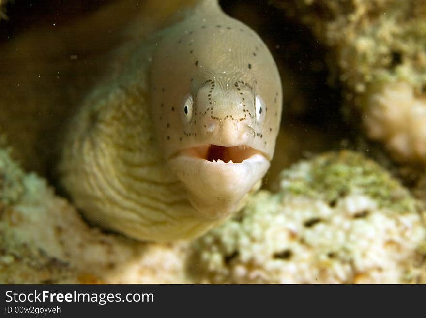 Grey moray (gymnothorax griseus) taken in the Red Sea.