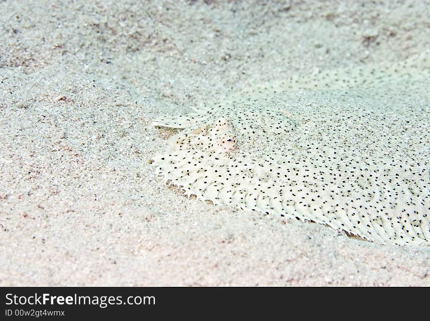 Moses sole (pardarchirus marmoratus) taken in the Red Sea.