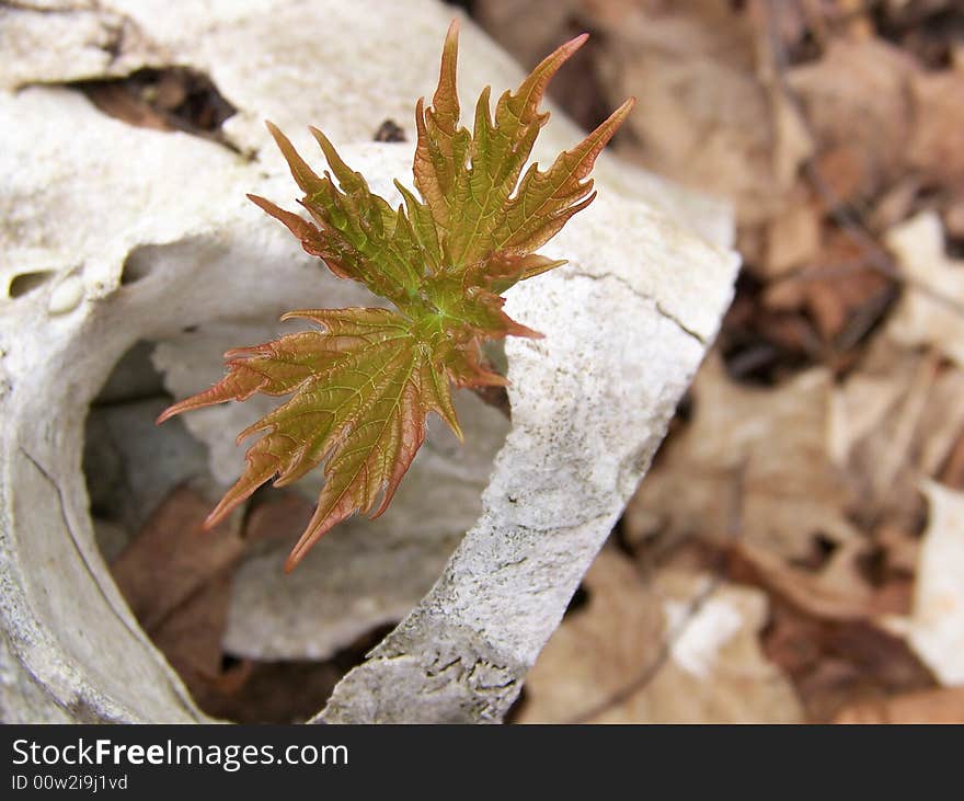 Image of a maple sapling growing up through a deer skull. Image of a maple sapling growing up through a deer skull.