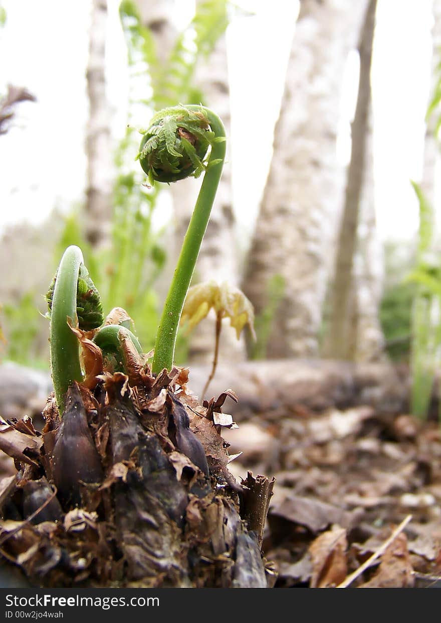 Image of fiddleheads (young ferns) about to uncurl in spring.