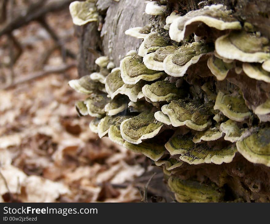 Image of dark green fungus with light yellow stripe growing on a old log surrounded by dead, pale orange leaves. Image of dark green fungus with light yellow stripe growing on a old log surrounded by dead, pale orange leaves.