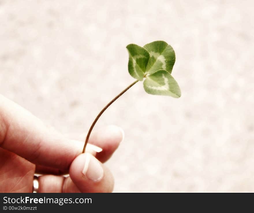 Image of a single piece of bright green clover, being held by a hand.  Soft focus and horizontal orientation. Image of a single piece of bright green clover, being held by a hand.  Soft focus and horizontal orientation.