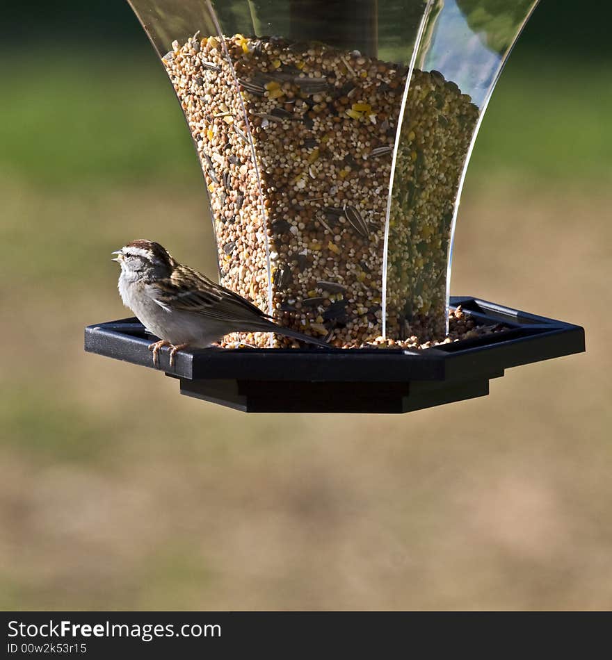 Chipping Sparrow