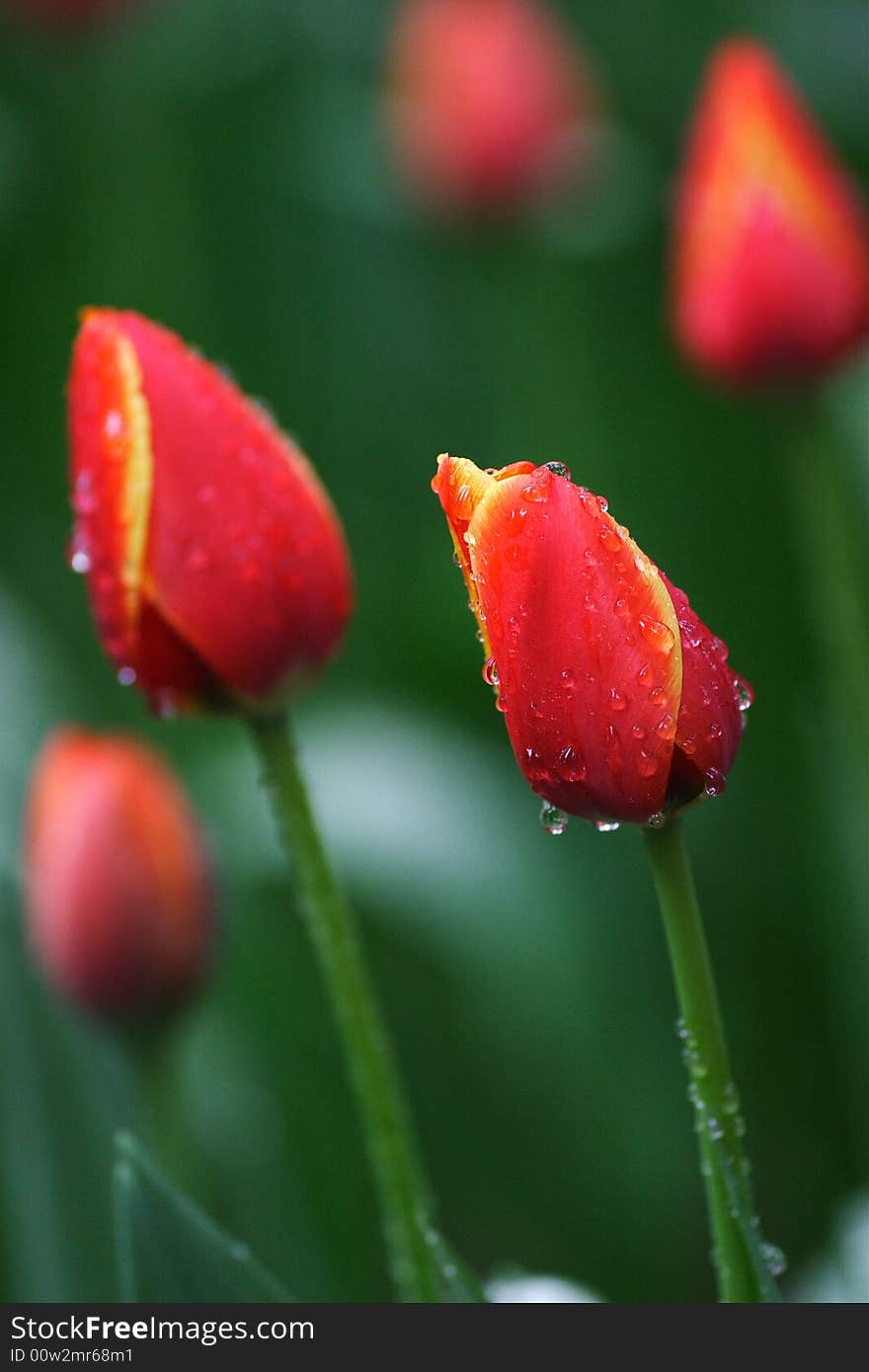 Tulips blooming early in spring