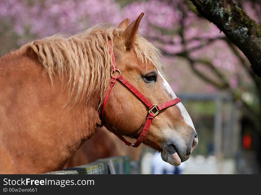 Horse with cherry blossom