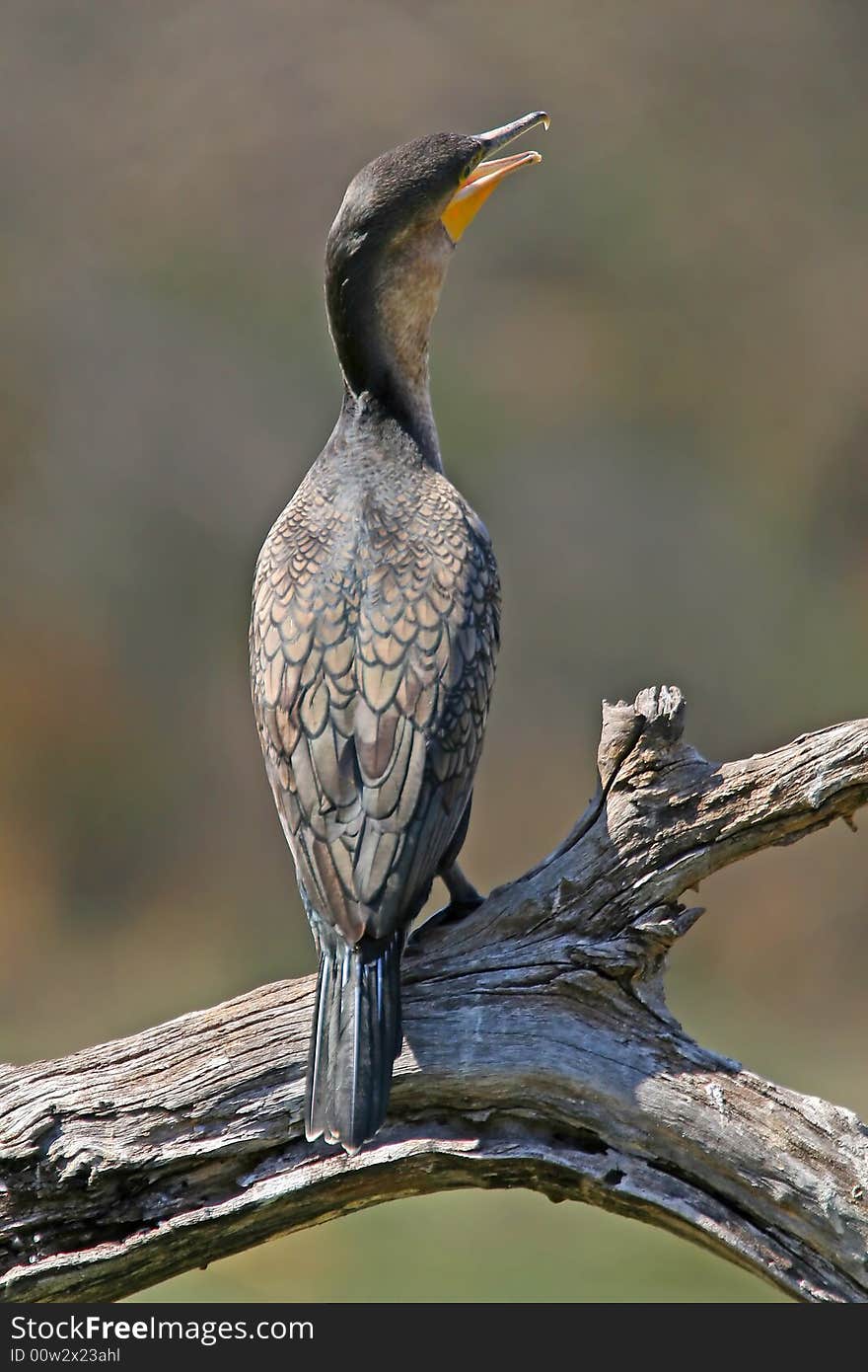 Cormorant sunbathing at lake panic kruger national park south africa