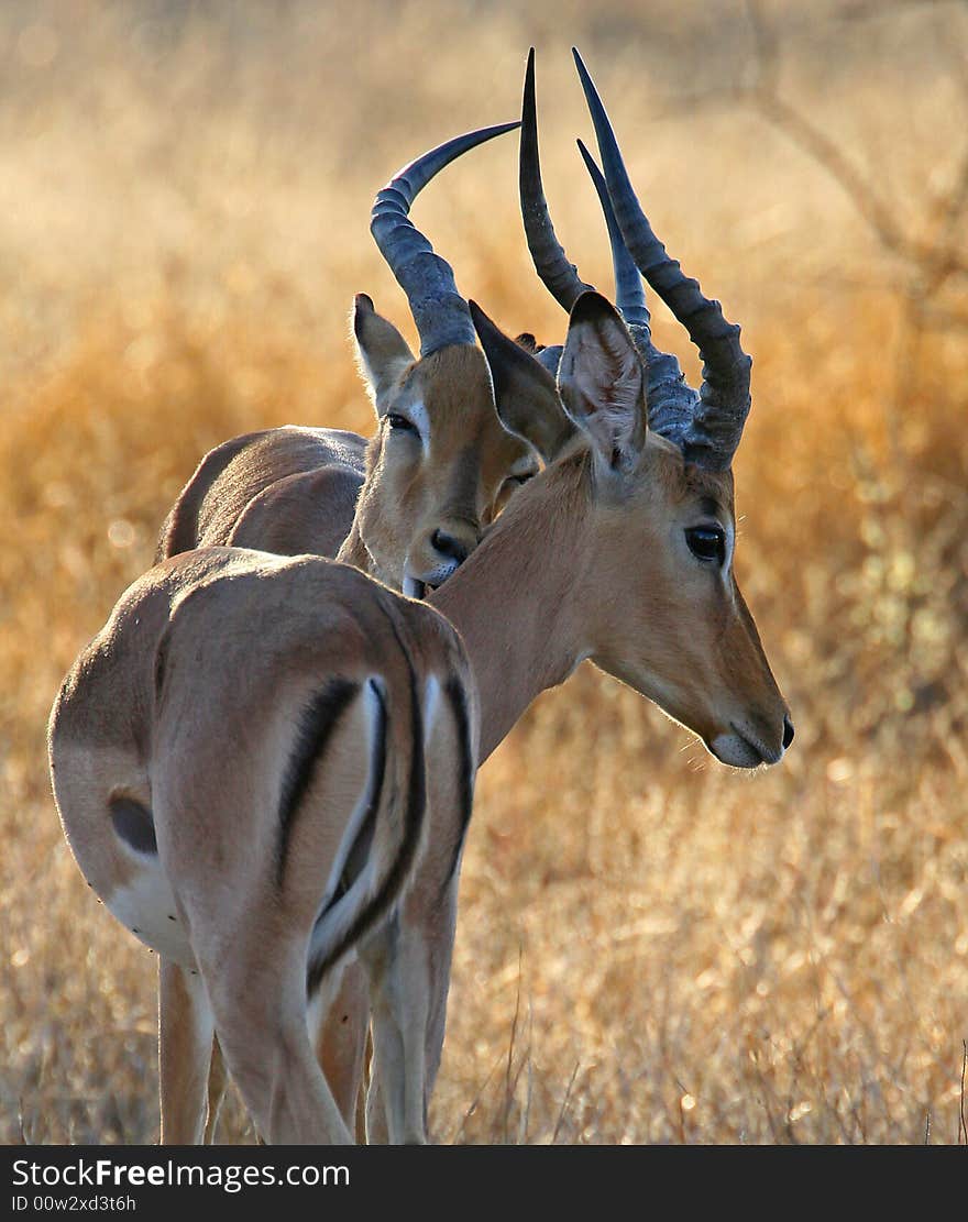 Impalas allogrooming in the kruger national park south africa